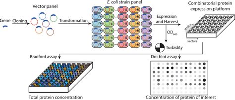 Democratizing the rapid screening of protein expression for materials ...