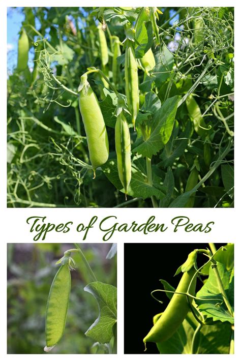 Types of Peas - Tips for Growing Garden Peas - English Snow Sugar Snap