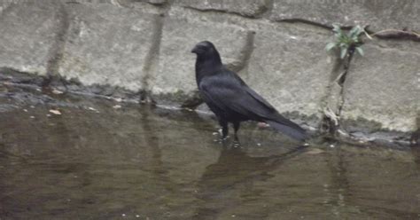 CARRION CROW