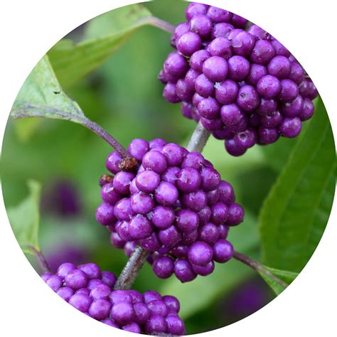 beautyberry - KidsGardening