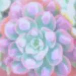 Desert Rose Plant Faq - SUCCULENTdotCARE