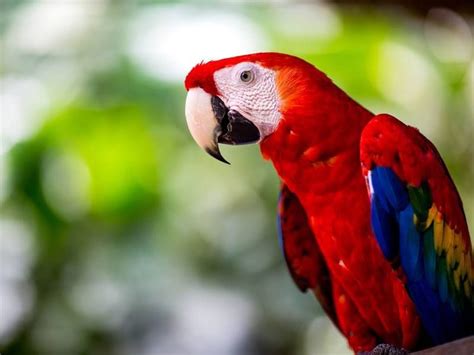 What Types of Wildlife Can I Expect to See on My Costa Rican Vacation? | Manuel antonio national ...