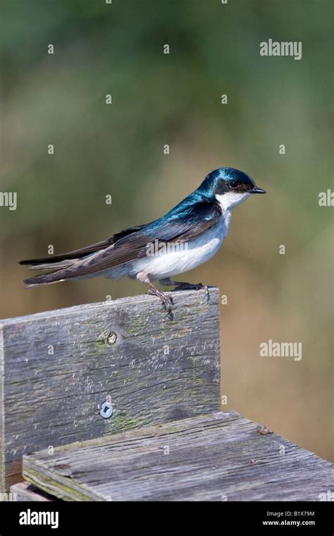 Tree swallow sitting on nesting box Stock Photo - Alamy