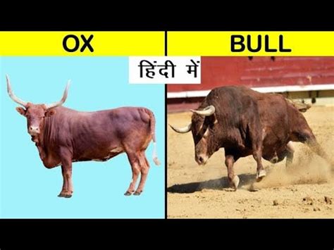 diffrence between Bull 🐂 and Bullock - YouTube