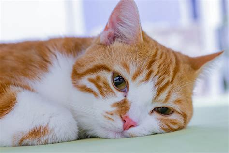 Feline Panleukopenia Virus (Distemper): Symptoms & Risk Factors ...