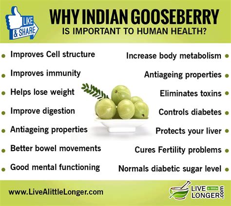 Here's an incredible list of Indian gooseberry benefits for your health ...