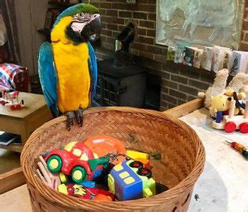 10 Ideas for homemade parrot toys - ExoticDirect | Parrot toys, Parrot ...