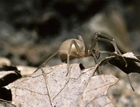 Synthetic spider venom makes a kinder, safer antidote | New Scientist