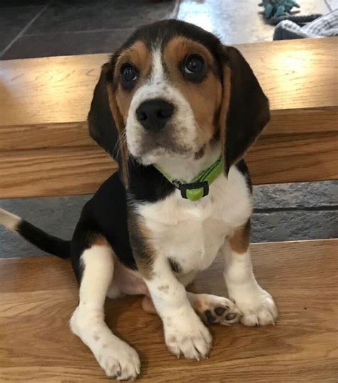 Gorgeous 12 week old male beagle puppy | in Pembrokeshire | Gumtree