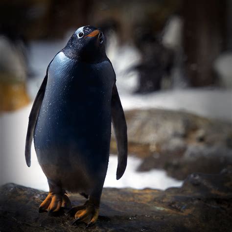 Pygoscelis papua - Pingüino Papúa- Gentoo Penguin | El pingü… | Flickr