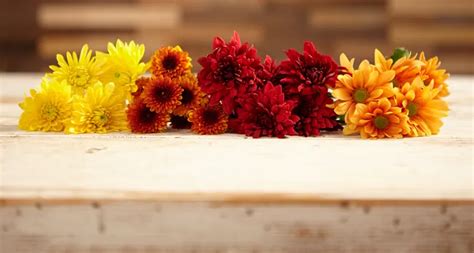 Chrysanthemums: A Perfect Fall Flower - ProFlowers Blog