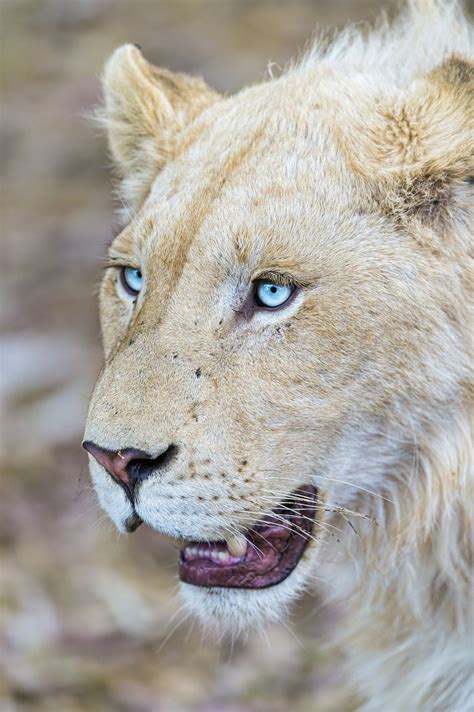 Young male white lion with nice eyes | Animals beautiful, Pet portraits photography, Animals