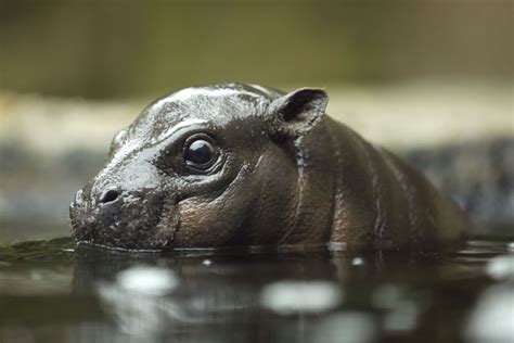 San Diego Zoo’s baby pygmy hippo makes splashy debut - Los Angeles Times