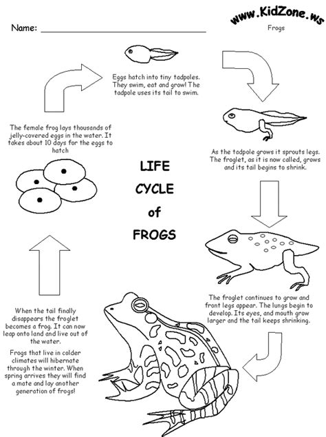 Life cycle - Red-Eyed Tree Frog