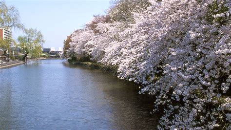 Japan’s Top 100 Blossoms: Takaoka Castle Park (Toyama) | Nippon.com