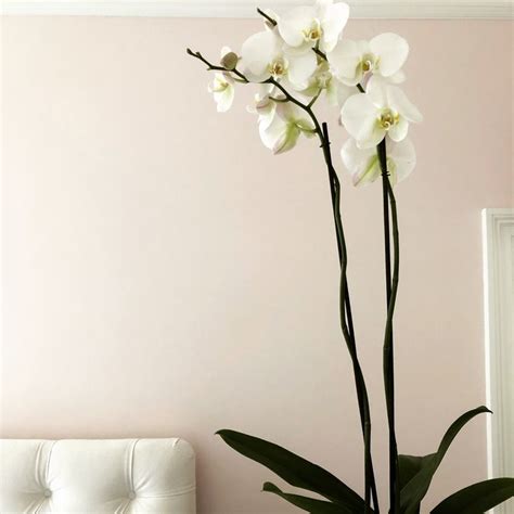 Dulux paint white blossom. Pink and white bedroom | Dulux white paint, White painting, White bedroom