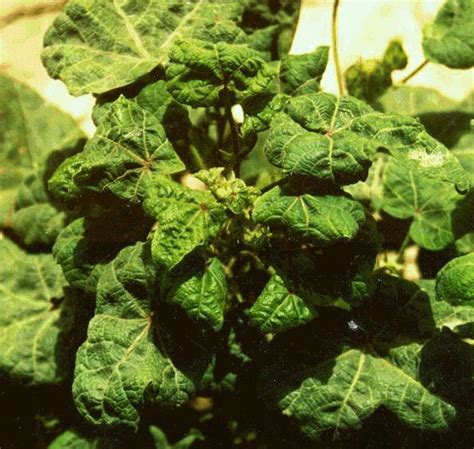 Cotton leaf curl virus ~ Everything You Need to Know with Photos | Videos