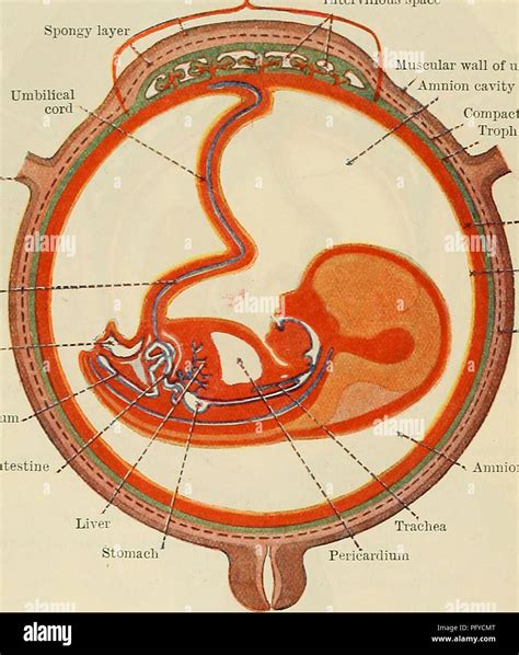 Amnion hi-res stock photography and images - Alamy