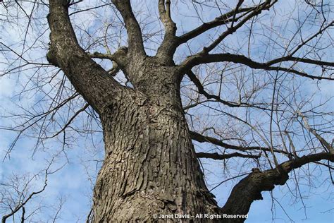 Acer Saccharinum Bark