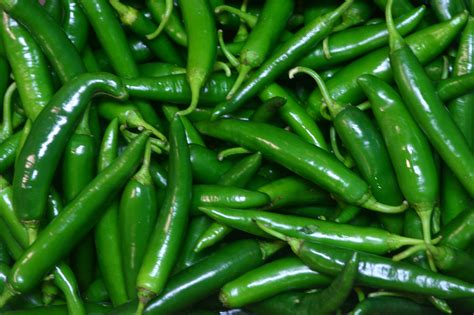 Green chillies of Uttar Pradesh hot sellers worldwide - IndUS Business ...