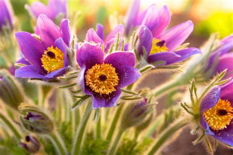 Pulsatilla by Krasska on DeviantArt