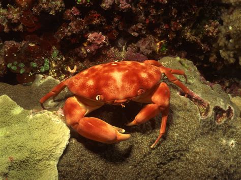 Crab | Crabs are decapod crustaceans of the infraorder Brach… | Flickr