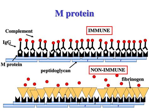 PPT - Streptococci (Gram positive cocci) Lecture 45 PowerPoint ...