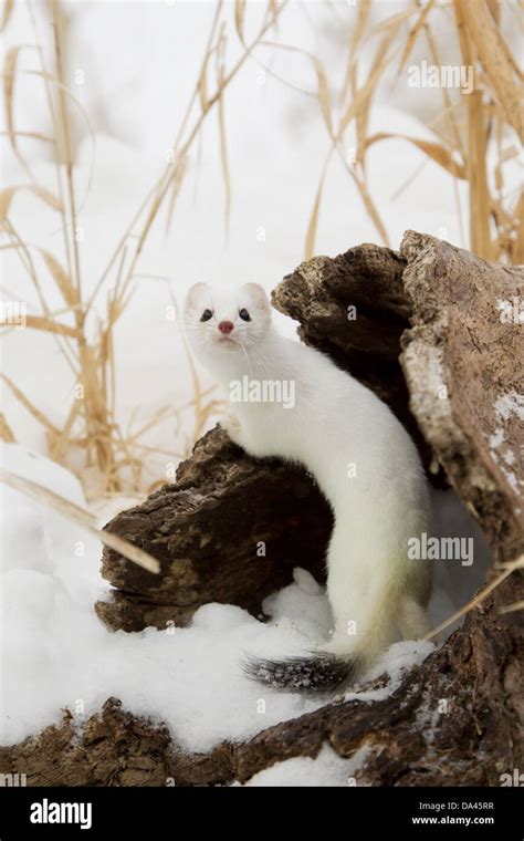 Stoat (Mustela erminea) adult, in 'ermine' white winter coat, climbing over log in snow ...