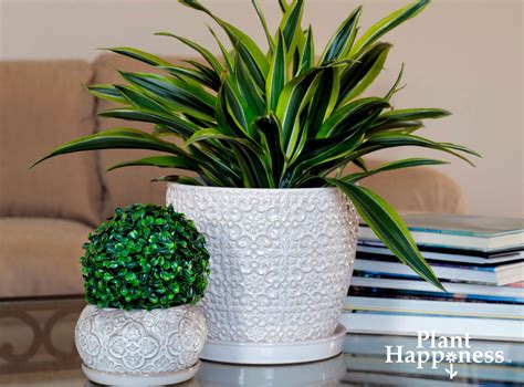 how-winter-indoor-plants-bring-joy-and-promote-wellness - Trendspot Inc.