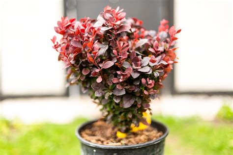 Barberry "Concorde" 2-gallon - Revelstoke Garden Center