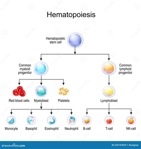 Haematopoiesis Cartoons, Illustrations & Vector Stock Images - 32 ...