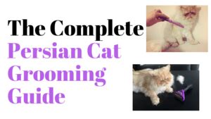 Persian Cat Grooming Guide | Persian Cat Corner