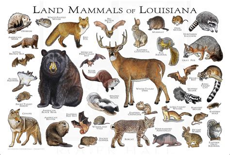 Louisiana State Animal