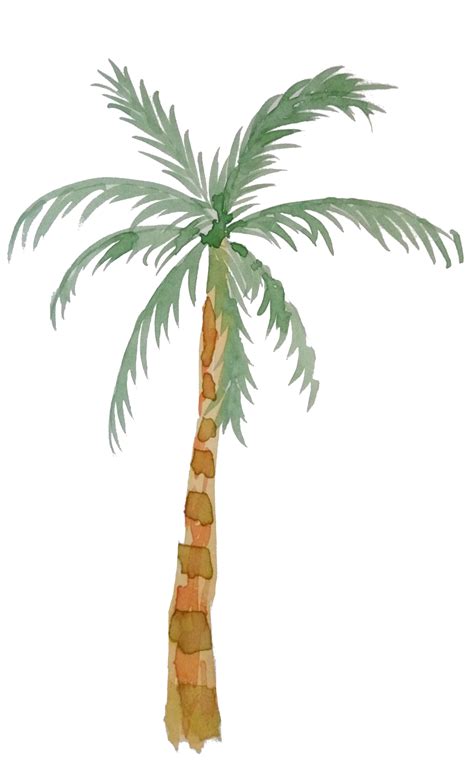 watercolor palm tree png 16583620 PNG