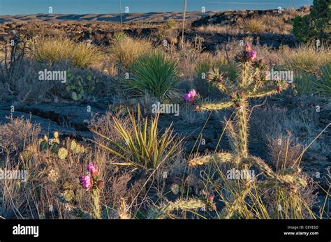 Cholla cactus in bloom lava field Carrizozo Malpais lava flow in Valley of Fires, Tularosa Basin ...