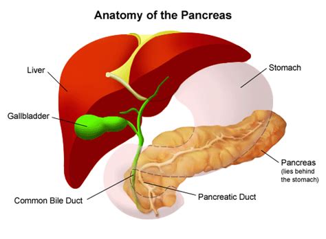 43+ Anatomy Diagram Pancreas Pics