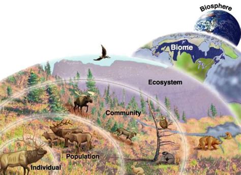 Levels Of Organization - FunEcology