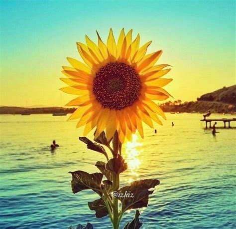 Pin by Kimberly Frary on Lock/Home Screen Wallpapers | Sunflower ...