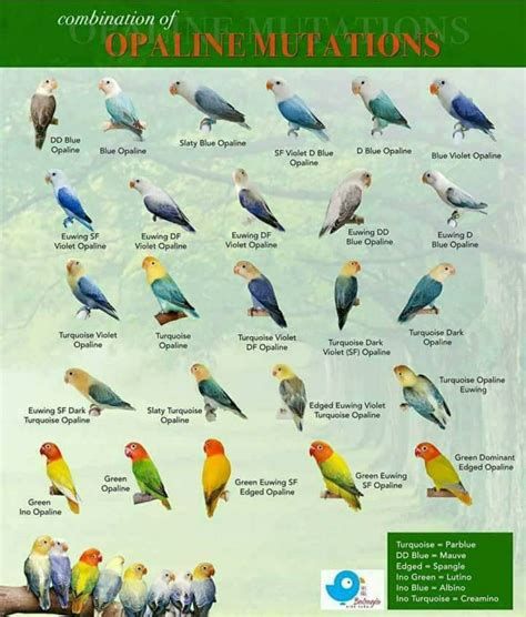 Agapornis African Lovebirds Posters