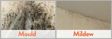 How To Remove Black Mold From Walls | Mold in bathroom, Get rid of mold ...