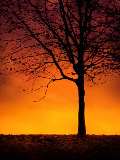Tree Silhouette at Sunset by jenny4 on DeviantArt