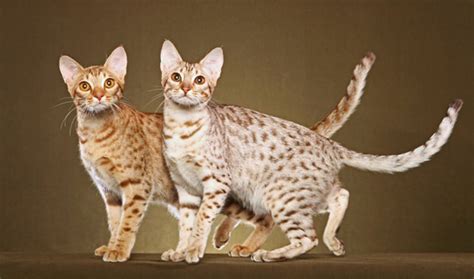 Ocicat vs Bengal - Breed Comparison | MyCatBreeds