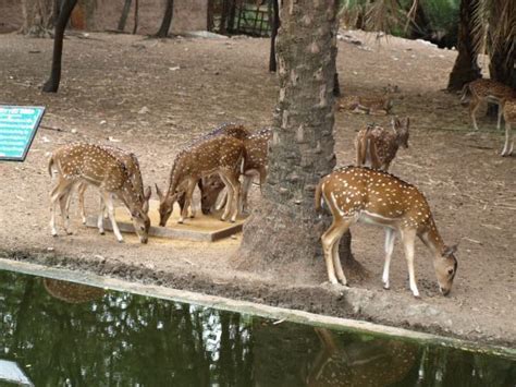 Nehru Zoological Park, Hyderabad: How To Reach, Best Time & Tips