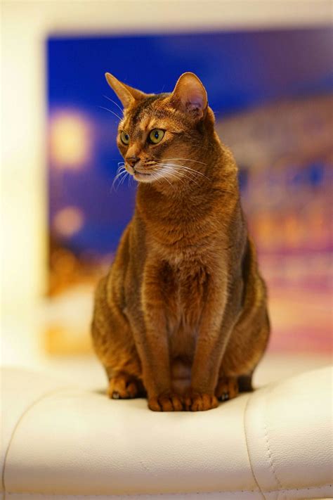 Pin by Lourdes Martin on Somali Cats! | Cats, Abyssinian cats, Red cat