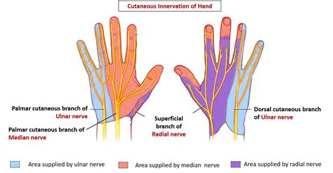 triangle regions of the neck