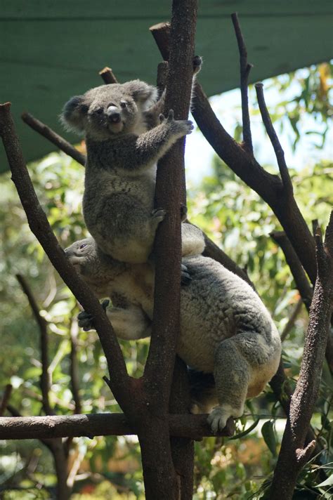 Magi and Sam: Koalas at Currumbin Wildlife Sanctuary