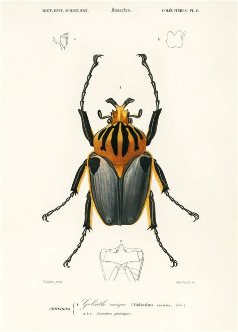 Enoplocerus Armillatus illustrated by Charles Dessalines D' Orbign.. | Free public domain ...