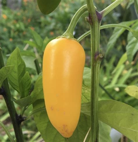 Lemon Spice Yellow Jalapeno Pepper Live Plant | Tyler Farms