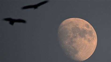 Lunar Eclipse 2023 Live Updates: When and where to watch; timings ...