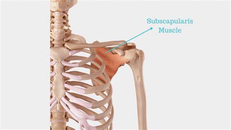 Subscapularis Muscle | Best Subscapularis Exercises